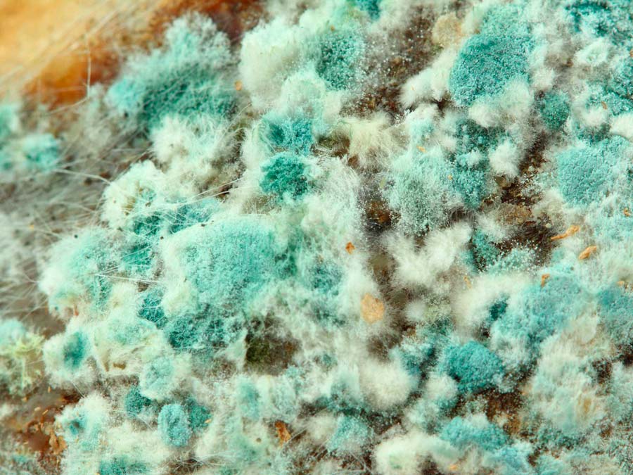 MYCELIUM (Working title)